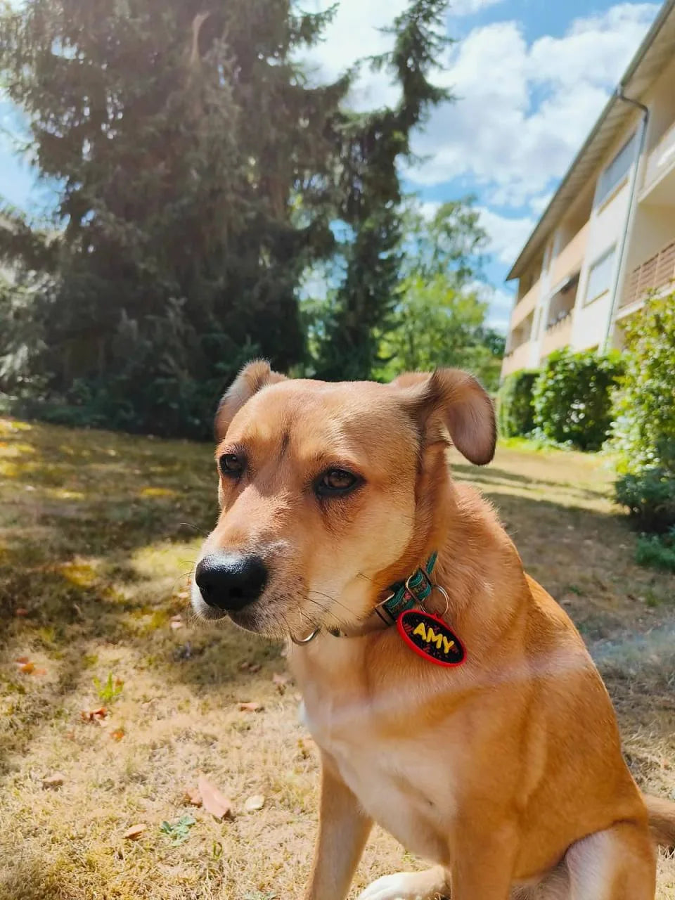 Nahaufnahme von Amy im Garten mit gut sichtbarer roter Hundemarke