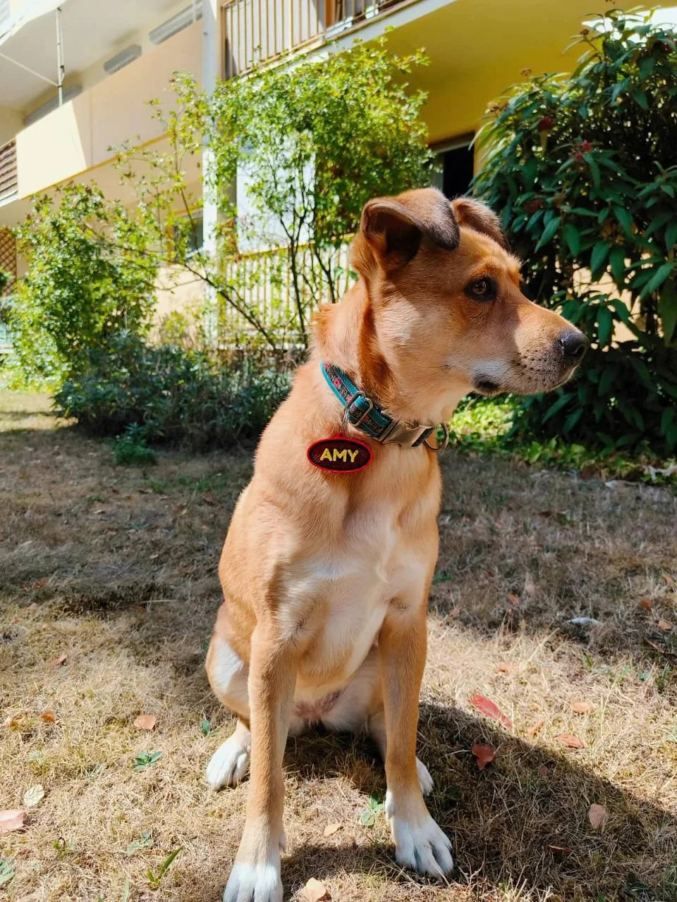 Amy sitzt im Garten mit türkisfarbenem Halsband und roter Hundemarke mit ihrem Namen