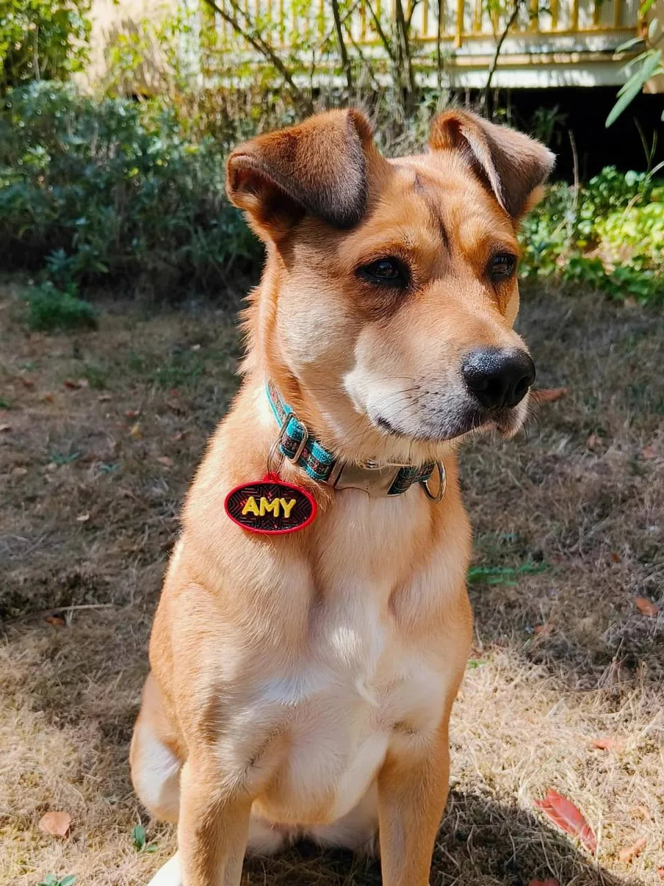 Nahaufnahme von Amy mit einer roten ovalen Hundemarke und dem Namen Amy