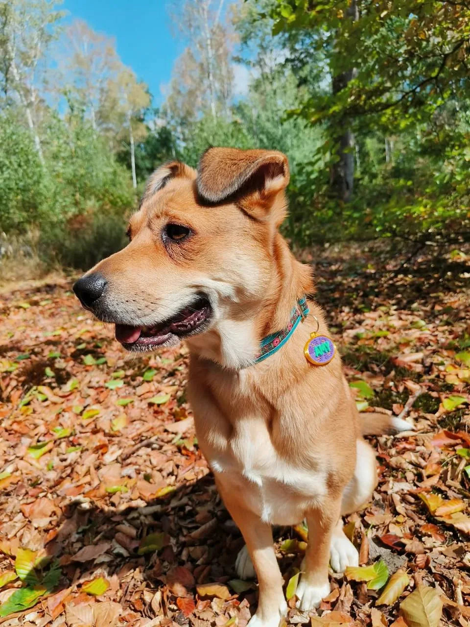 Amy sitzt zwischen Herbstlaub im Wald und trägt ihre personalisierte Hundemarke