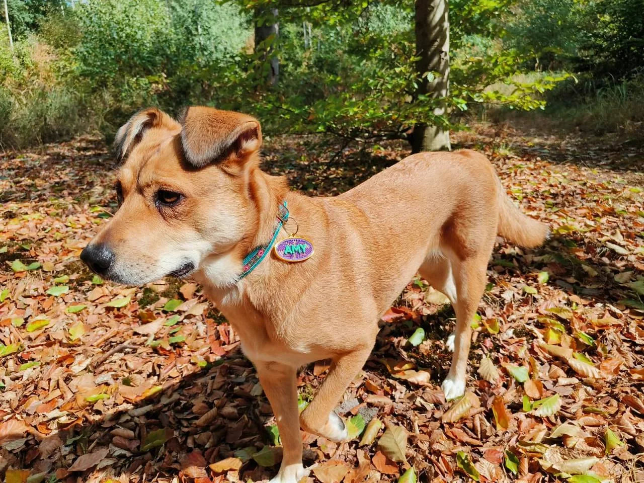 Amy steht im herbstlichen Wald und trägt eine ovale Hundemarke mit ihrem Namen