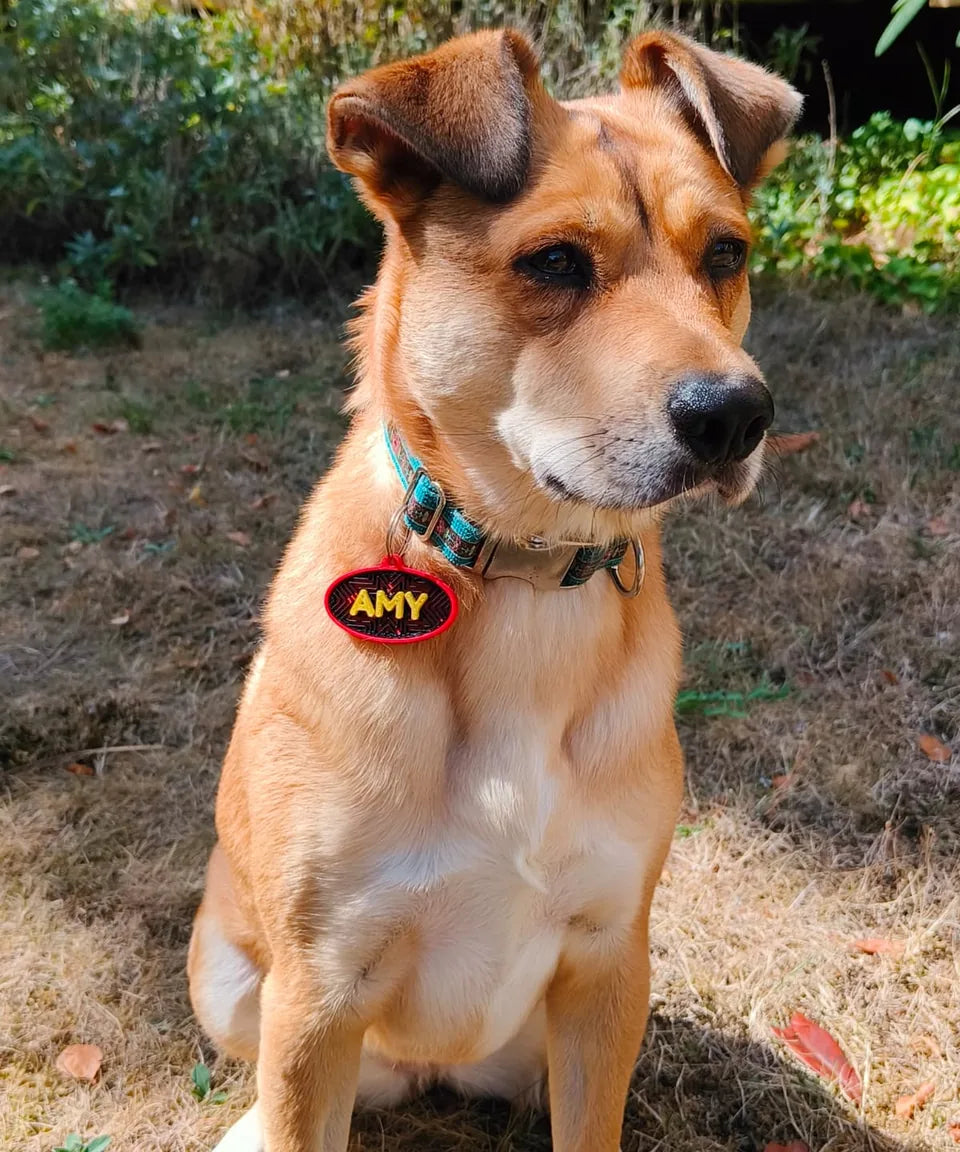 Amy sitzt auf einer Wiese und trägt eine personalisierte Hundemarke mit ihrem Namen